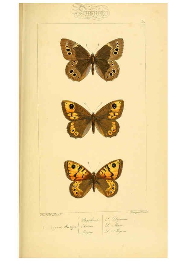 Reproducción/Reproduction 6053289543: Histoire naturelle des lépidoptères d'Europe Paris :L. de Bure,1845