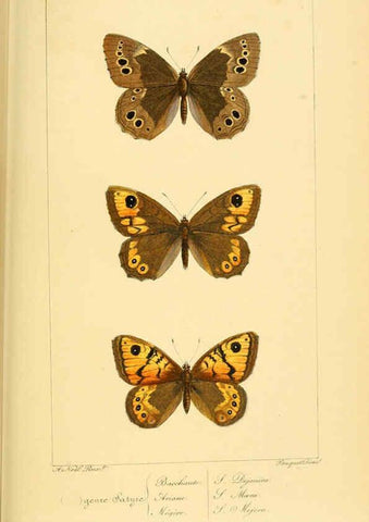 Reproducción/Reproduction 6053289543: Histoire naturelle des lépidoptères d'Europe Paris :L. de Bure,1845