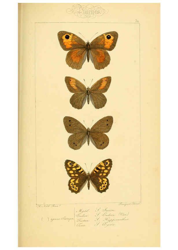 Reproducción/Reproduction 6053840126: Histoire naturelle des lépidoptères d'Europe Paris :L. de Bure,1845