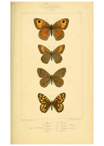 Reproducción/Reproduction 6053840126: Histoire naturelle des lépidoptères d'Europe Paris :L. de Bure,1845