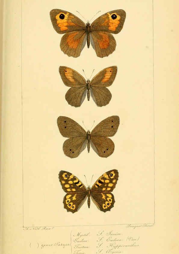 Reproducción/Reproduction 6053840126: Histoire naturelle des lépidoptères d'Europe Paris :L. de Bure,1845