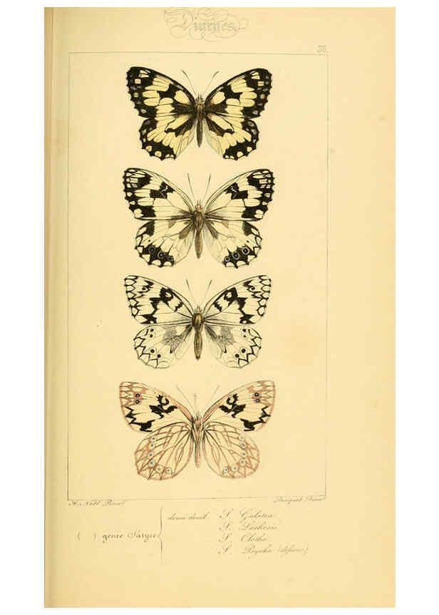 Reproducción/Reproduction 6053303091: Histoire naturelle des lépidoptères d'Europe Paris :L. de Bure,1845