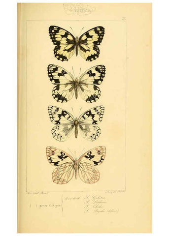 Reproducción/Reproduction 6053303091: Histoire naturelle des lépidoptères d'Europe Paris :L. de Bure,1845