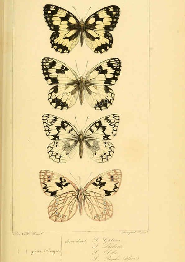 Reproducción/Reproduction 6053303091: Histoire naturelle des lépidoptères d'Europe Paris :L. de Bure,1845