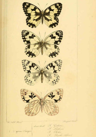 Reproducción/Reproduction 6053303091: Histoire naturelle des lépidoptères d'Europe Paris :L. de Bure,1845