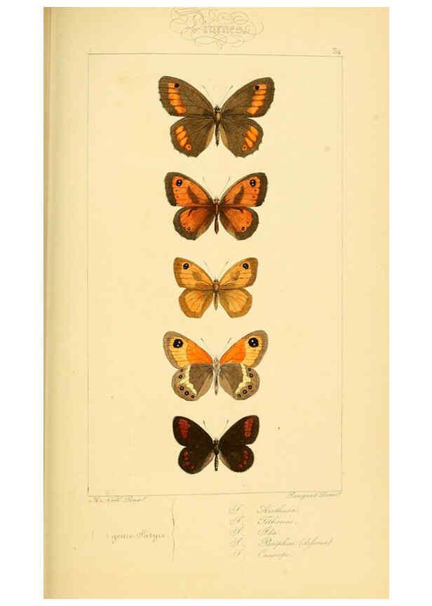 Reproducción/Reproduction 6053853146: Histoire naturelle des lépidoptères d'Europe Paris :L. de Bure,1845