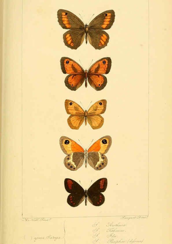 Reproducción/Reproduction 6053853146: Histoire naturelle des lépidoptères d'Europe Paris :L. de Bure,1845