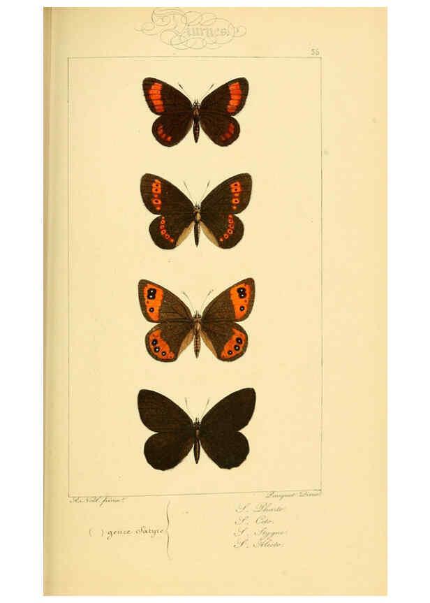 Reproducción/Reproduction 6053304047: Histoire naturelle des lépidoptères d'Europe Paris :L. de Bure,1845
