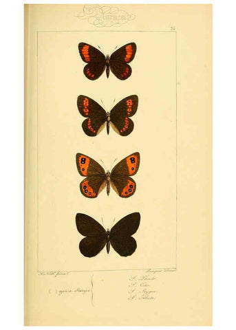 Reproducción/Reproduction 6053304047: Histoire naturelle des lépidoptères d'Europe Paris :L. de Bure,1845