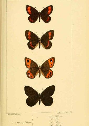 Reproducción/Reproduction 6053304047: Histoire naturelle des lépidoptères d'Europe Paris :L. de Bure,1845