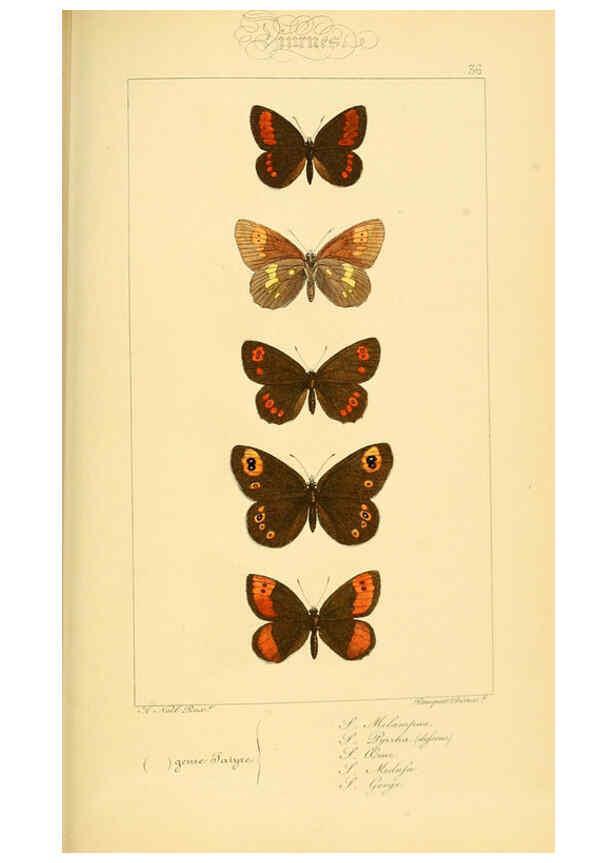 Reproducción/Reproduction 6053304379: Histoire naturelle des lépidoptères d'Europe Paris :L. de Bure,1845