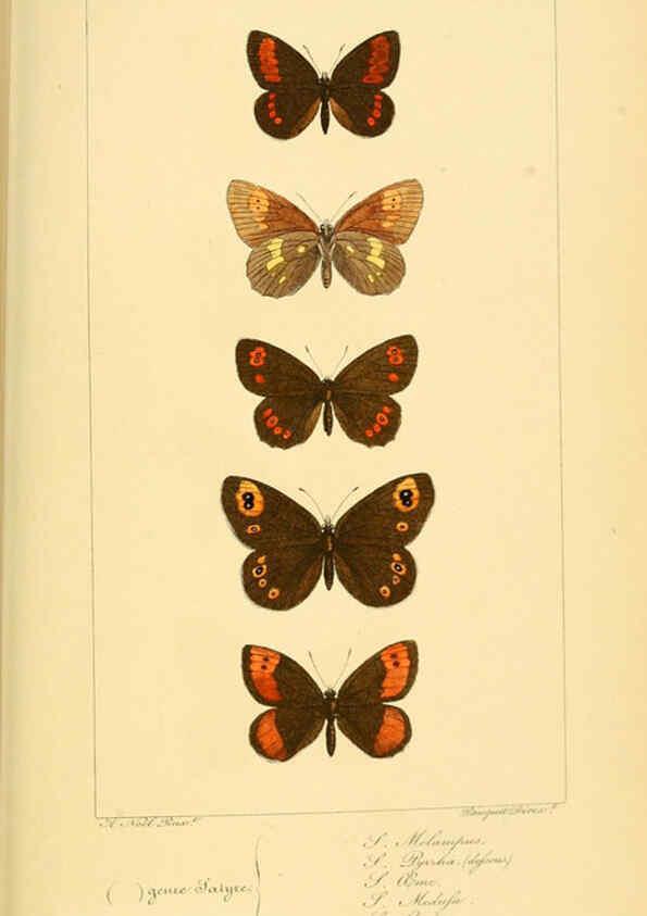 Reproducción/Reproduction 6053304379: Histoire naturelle des lépidoptères d'Europe Paris :L. de Bure,1845