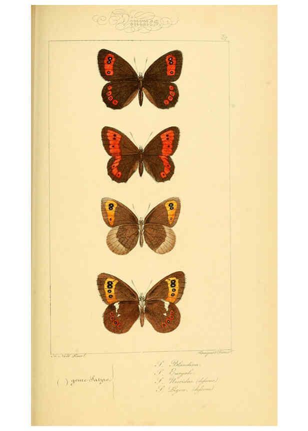 Reproducción/Reproduction 6053854068: Histoire naturelle des lépidoptères d'Europe Paris :L. de Bure,1845