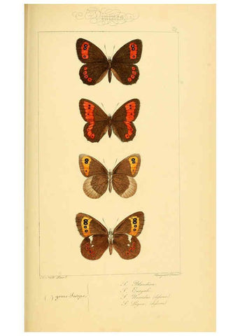 Reproducción/Reproduction 6053854068: Histoire naturelle des lépidoptères d'Europe Paris :L. de Bure,1845