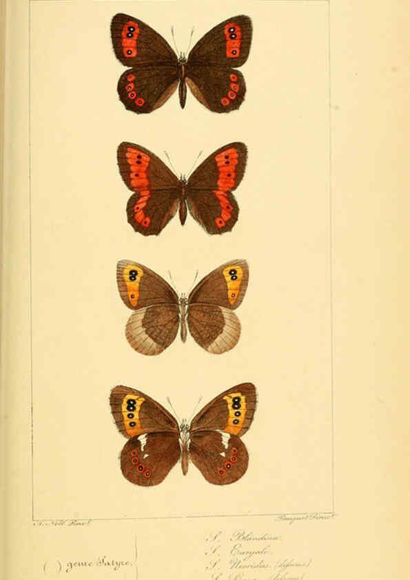 Reproducción/Reproduction 6053854068: Histoire naturelle des lépidoptères d'Europe Paris :L. de Bure,1845