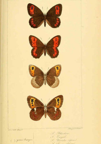 Reproducción/Reproduction 6053854068: Histoire naturelle des lépidoptères d'Europe Paris :L. de Bure,1845
