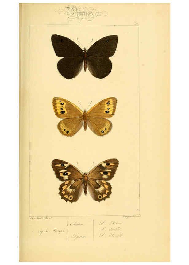 Reproducción/Reproduction 6053838388: Histoire naturelle des lépidoptères d'Europe Paris :L. de Bure,1845