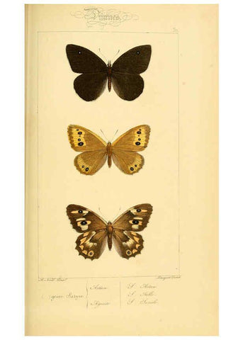 Reproducción/Reproduction 6053838388: Histoire naturelle des lépidoptères d'Europe Paris :L. de Bure,1845