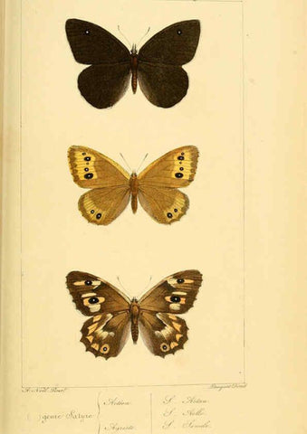 Reproducción/Reproduction 6053838388: Histoire naturelle des lépidoptères d'Europe Paris :L. de Bure,1845
