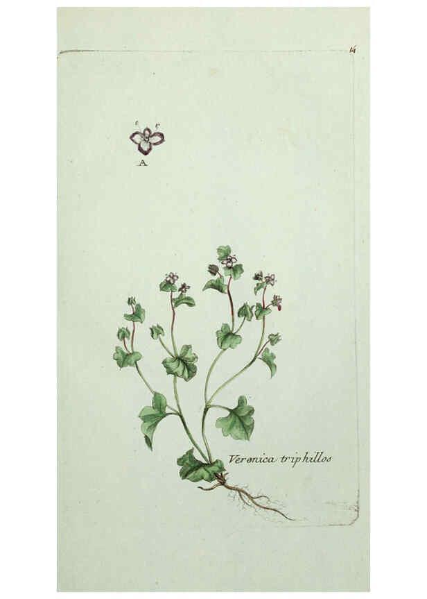Reproducción/Reproduction 6056017856: Flora Parisiensis. v.1. Paris,P.F. Didot,1776-1783