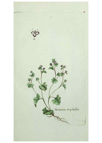 Reproducción/Reproduction 6056017856: Flora Parisiensis. v.1. Paris,P.F. Didot,1776-1783