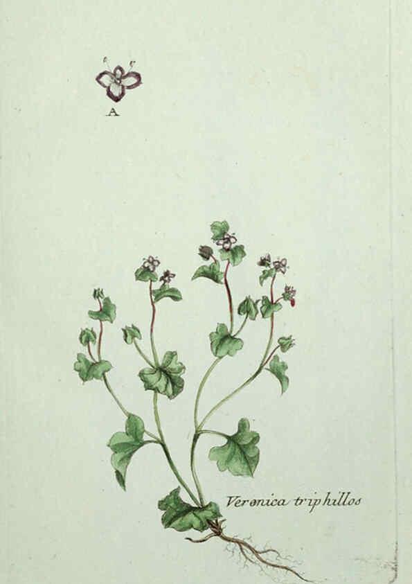 Reproducción/Reproduction 6056017856: Flora Parisiensis. v.1. Paris,P.F. Didot,1776-1783