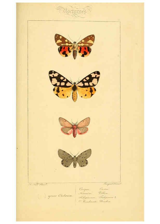 Reproducción/Reproduction 6053314047: Histoire naturelle des lépidoptères d'Europe Paris :L. de Bure,1845