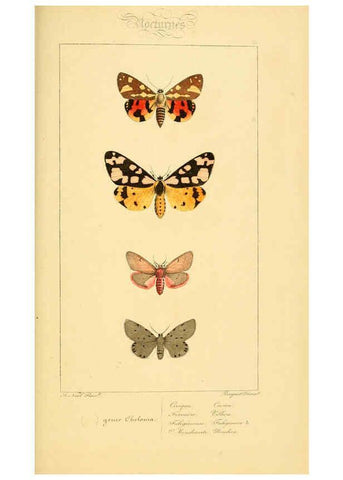 Reproducción/Reproduction 6053314047: Histoire naturelle des lépidoptères d'Europe Paris :L. de Bure,1845