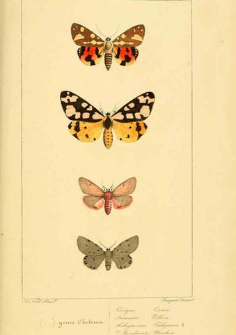 Reproducción/Reproduction 6053314047: Histoire naturelle des lépidoptères d'Europe Paris :L. de Bure,1845