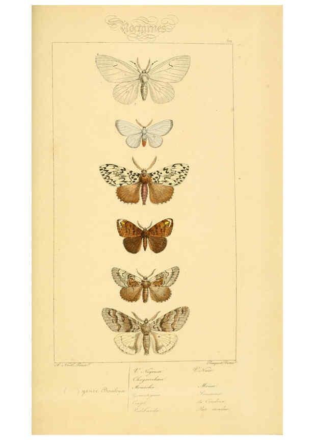 Reproducción/Reproduction 6053314635: Histoire naturelle des lépidoptères d'Europe Paris :L. de Bure,1845