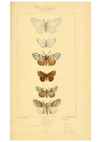 Reproducción/Reproduction 6053314635: Histoire naturelle des lépidoptères d'Europe Paris :L. de Bure,1845