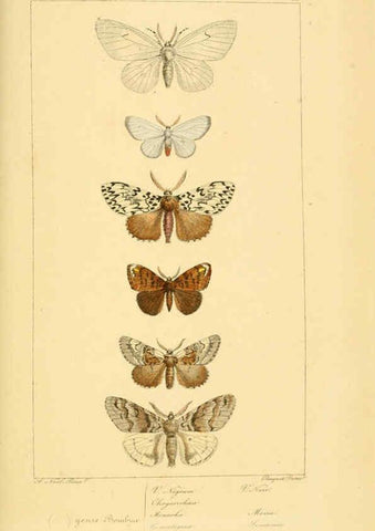 Reproducción/Reproduction 6053314635: Histoire naturelle des lépidoptères d'Europe Paris :L. de Bure,1845
