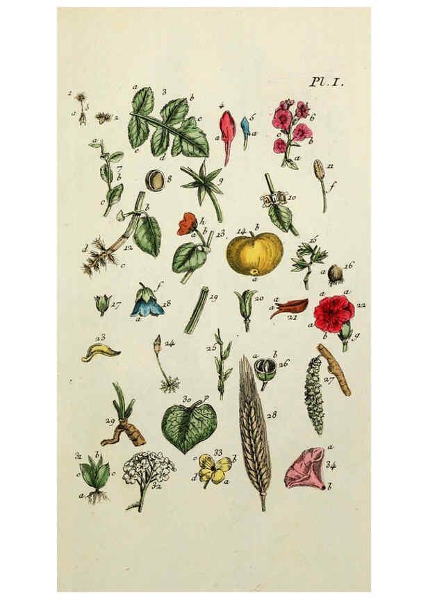 Reproducción/Reproduction 6056014350: Flora Parisiensis. v.1. Paris,P.F. Didot,1776-1783