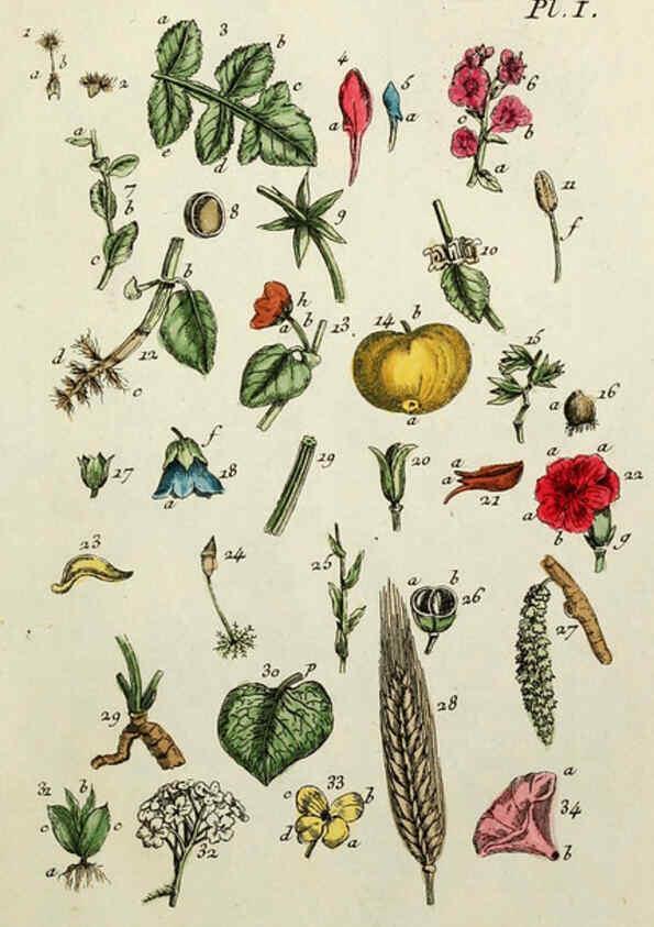 Reproducción/Reproduction 6056014350: Flora Parisiensis. v.1. Paris,P.F. Didot,1776-1783