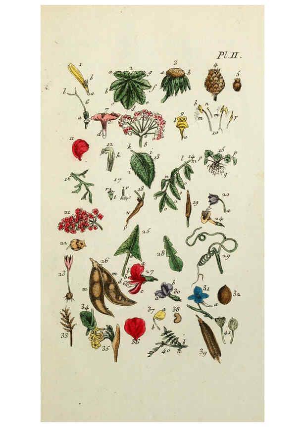 Reproducción/Reproduction 6055467079: Flora Parisiensis. v.1. Paris,P.F. Didot,1776-1783