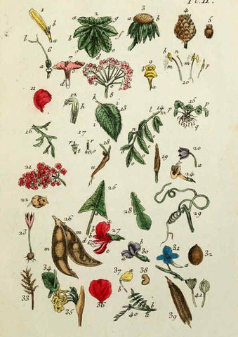 Reproducción/Reproduction 6055467079: Flora Parisiensis. v.1. Paris,P.F. Didot,1776-1783