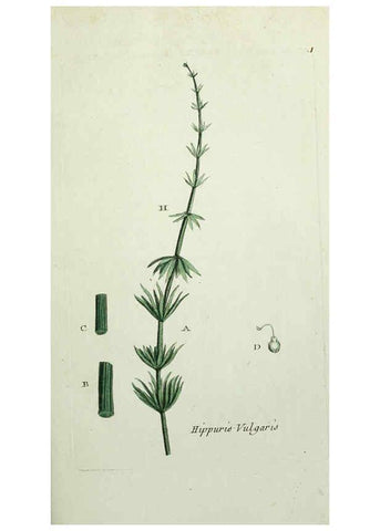Reproducción/Reproduction 6056014920: Flora Parisiensis. v.1. Paris,P.F. Didot,1776-1783