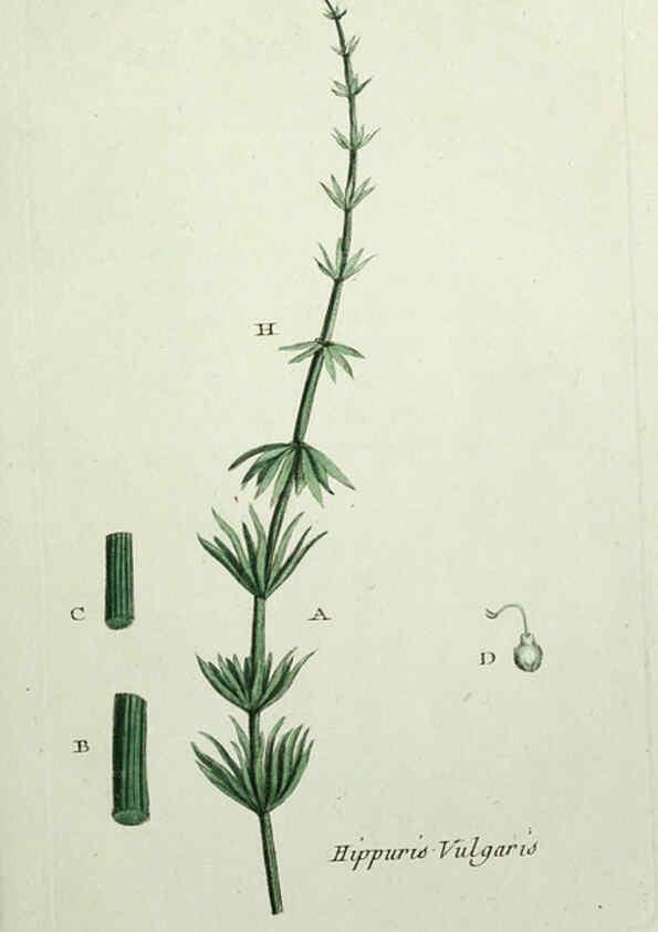 Reproducción/Reproduction 6056014920: Flora Parisiensis. v.1. Paris,P.F. Didot,1776-1783