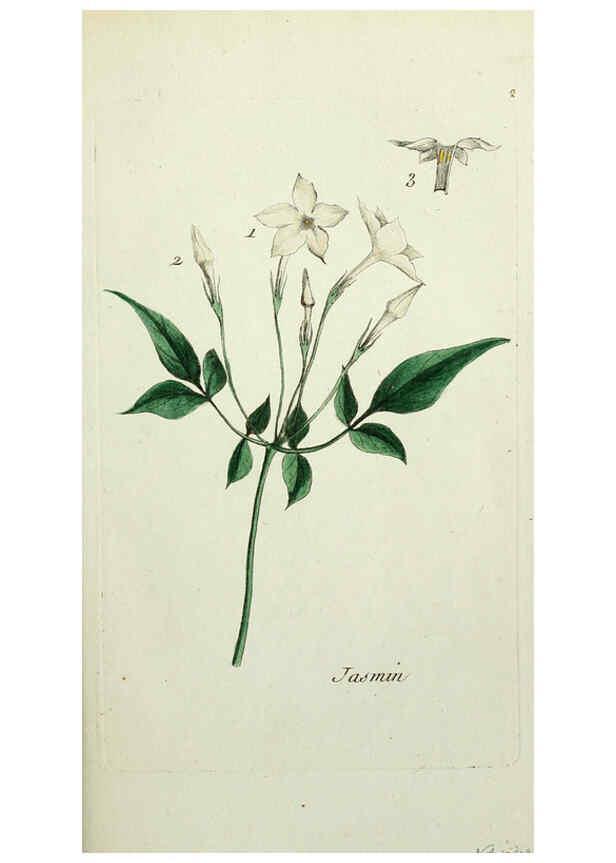 Reproducción/Reproduction 6055467563: Flora Parisiensis. v.1. Paris,P.F. Didot,1776-1783