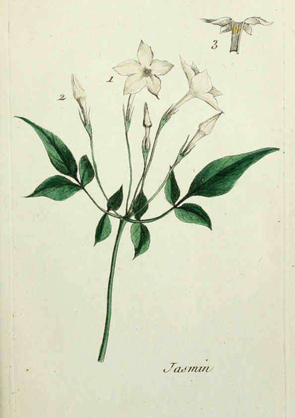 Reproducción/Reproduction 6055467563: Flora Parisiensis. v.1. Paris,P.F. Didot,1776-1783