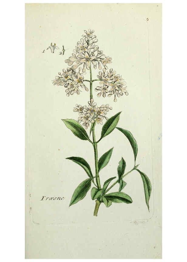 Reproducción/Reproduction 6055467927: Flora Parisiensis. v.1. Paris,P.F. Didot,1776-1783