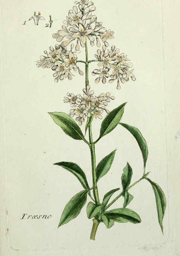 Reproducción/Reproduction 6055467927: Flora Parisiensis. v.1. Paris,P.F. Didot,1776-1783