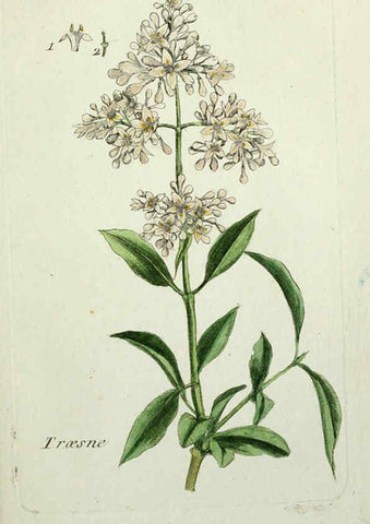 Reproducción/Reproduction 6055467927: Flora Parisiensis. v.1. Paris,P.F. Didot,1776-1783