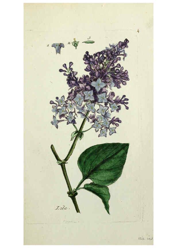Reproducción/Reproduction 6055468105: Flora Parisiensis. v.1. Paris,P.F. Didot,1776-1783