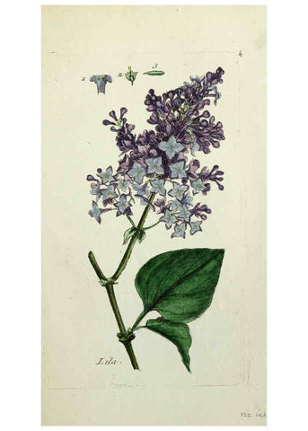 Reproducción/Reproduction 6055468105: Flora Parisiensis. v.1. Paris,P.F. Didot,1776-1783