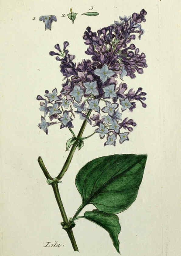 Reproducción/Reproduction 6055468105: Flora Parisiensis. v.1. Paris,P.F. Didot,1776-1783