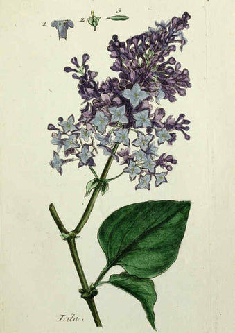 Reproducción/Reproduction 6055468105: Flora Parisiensis. v.1. Paris,P.F. Didot,1776-1783