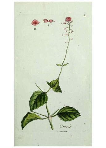Reproducción/Reproduction 6056016034: Flora Parisiensis. v.1. Paris,P.F. Didot,1776-1783