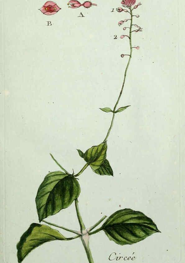 Reproducción/Reproduction 6056016034: Flora Parisiensis. v.1. Paris,P.F. Didot,1776-1783