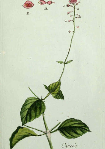 Reproducción/Reproduction 6056016034: Flora Parisiensis. v.1. Paris,P.F. Didot,1776-1783